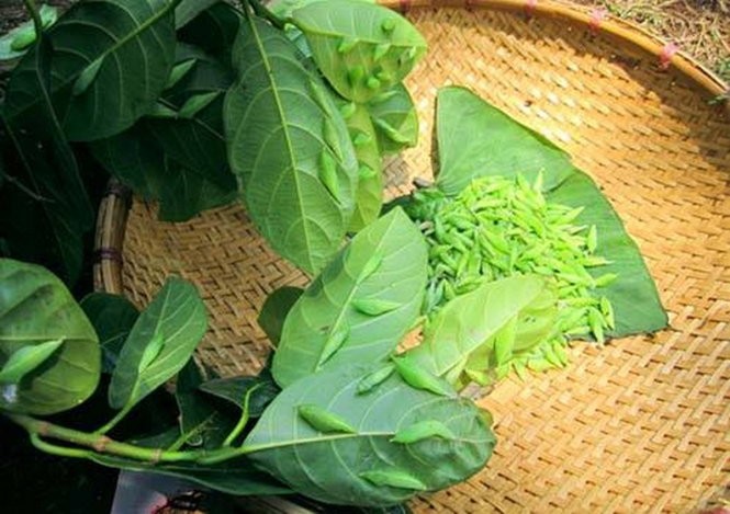 Mùa săn sâu muồng ở cực Bắc Tây Nguyên ảnh 2