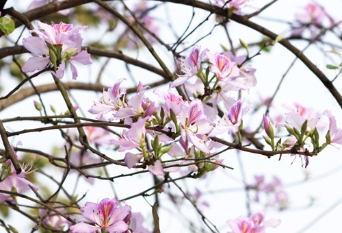 Những mùa hoa nếu bỏ lỡ bạn sẽ tiếc 'ngẩn ngơ' ảnh 1