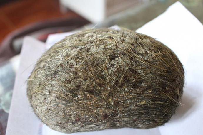 Phát hiện 'quả trứng vàng' tiền tỷ khi mổ lợn ở Hà Nội? ảnh 2