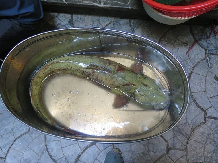 Xẻ thịt cá lăng sông Đà 1,5 mét: Đại gia làm bữa nhậu ảnh 1