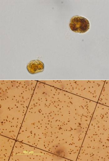 Xuất hiện vệt nước đỏ 1,5 km sát bờ biển Quảng Bình ảnh 2