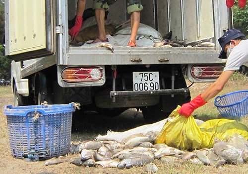 Nhiều tấn cá lồng và cá biển ở Huế tiếp tục chết ảnh 1