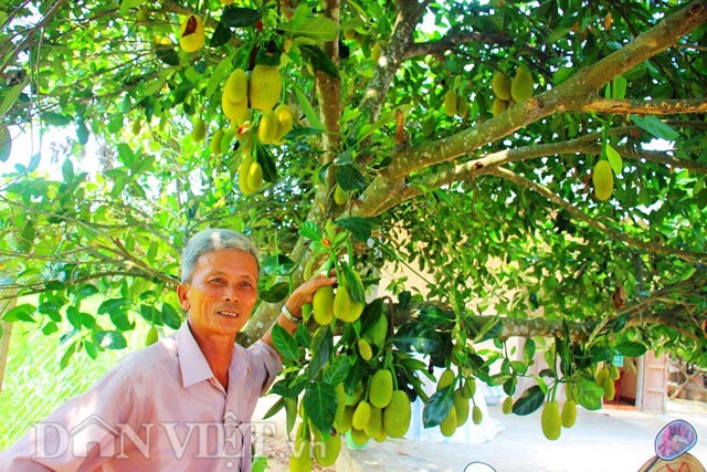 'Sướng đời' có được cây mít tố nữ 300 trái mọc chi chít tận gốc ảnh 1