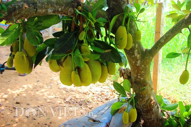 'Sướng đời' có được cây mít tố nữ 300 trái mọc chi chít tận gốc ảnh 4