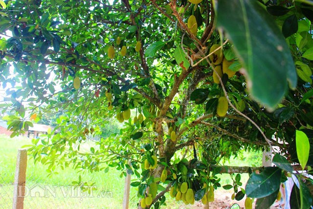 'Sướng đời' có được cây mít tố nữ 300 trái mọc chi chít tận gốc ảnh 5