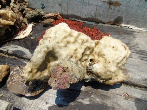 Xót xa rạn san hô lớn nhất Quảng Bình trở thành ‘nghĩa địa cá' ảnh 1