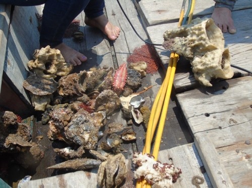 Xót xa rạn san hô lớn nhất Quảng Bình trở thành ‘nghĩa địa cá' ảnh 2