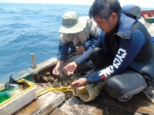 Xót xa rạn san hô lớn nhất Quảng Bình trở thành ‘nghĩa địa cá' ảnh 4