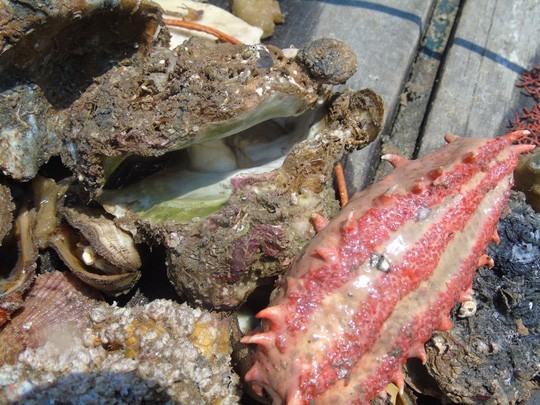 Xót xa rạn san hô lớn nhất Quảng Bình trở thành ‘nghĩa địa cá' ảnh 3