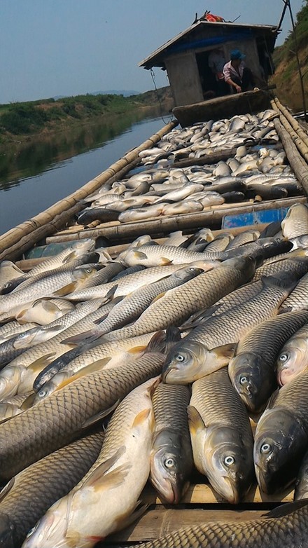 Cá chết trên sông Bưởi: Lợn ăn chết, người ăn đau bụng ảnh 2