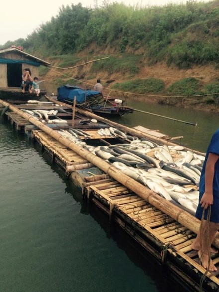 Cá chết trên sông Bưởi: Lợn ăn chết, người ăn đau bụng ảnh 3