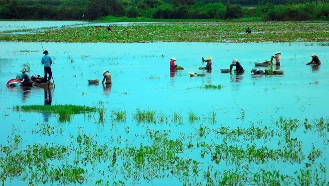 Hẹ nước - đặc sản vùng Đồng Tháp Mười ảnh 1