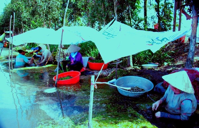 Hẹ nước - đặc sản vùng Đồng Tháp Mười ảnh 7