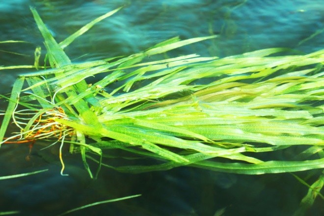 Hẹ nước - đặc sản vùng Đồng Tháp Mười ảnh 12