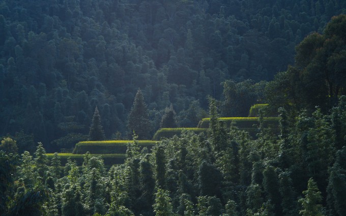 Ruộng bậc thang đẹp bậc nhất Việt Nam ở Hoàng Su Phì ảnh 14