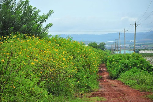 5 cung đường ngắm hoa dã quỳ nổi tiếng ở Đà Lạt ảnh 2