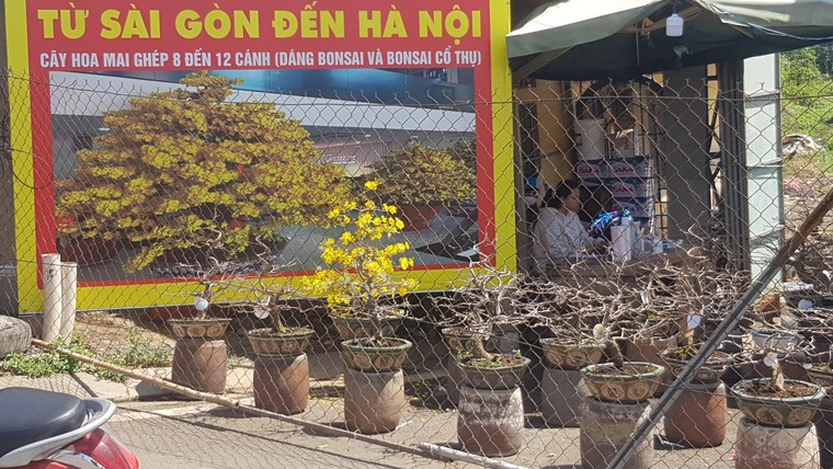 Một năm đặc biệt, nhà vườn mai Thủ Đức vẫn không ‘lỡ hẹn’ Xuân 2021 ảnh 4