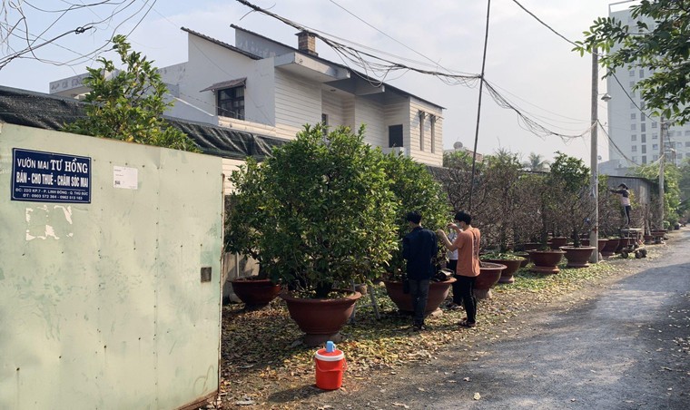 Một năm đặc biệt, nhà vườn mai Thủ Đức vẫn không ‘lỡ hẹn’ Xuân 2021 ảnh 1