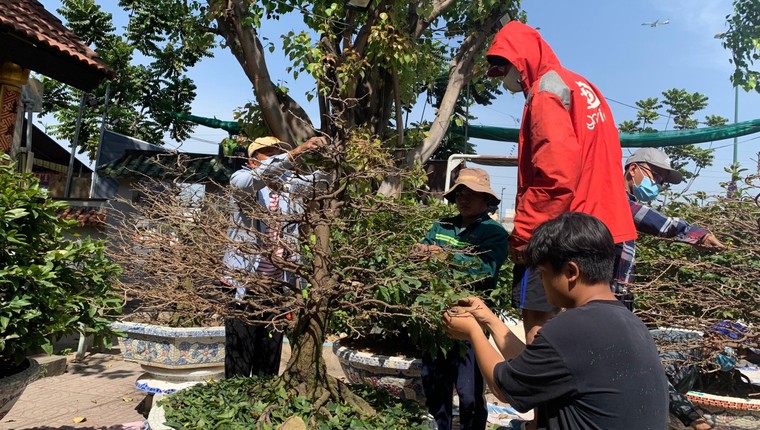 Một năm đặc biệt, nhà vườn mai Thủ Đức vẫn không ‘lỡ hẹn’ Xuân 2021 ảnh 3