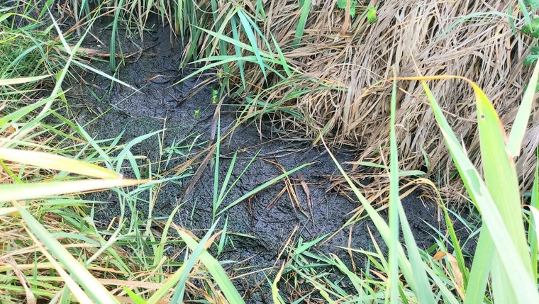 Đồng Nai: hàng loạt con suối ở huyện Thống Nhất bị nước thải từ các trại heo bức tử ảnh 1