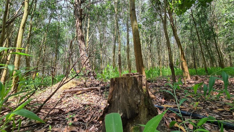Vụ Rừng phòng hộ La Ngà bị đốn hạ: Phá rừng trồng tràm và cây ăn trái ảnh 1