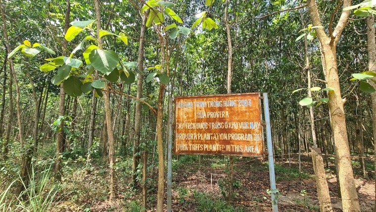 Vụ Rừng phòng hộ La Ngà bị đốn hạ: Phá rừng trồng tràm và cây ăn trái ảnh 2