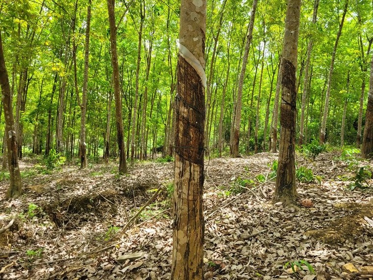 Sasco “sa lầy” vào dự án ở Bình Phước như thế nào? ảnh 1