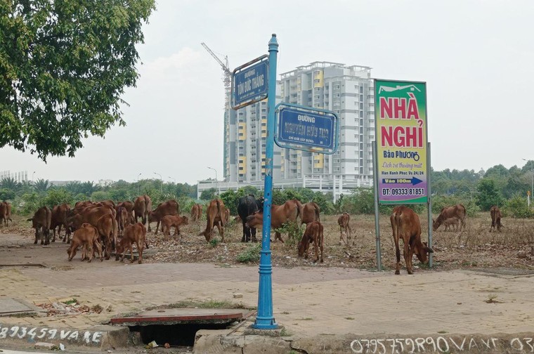 Những ‘thành phố ma’ - Bài 1: Thành phố Nhơn Trạch mãi chưa “lớn” ảnh 6