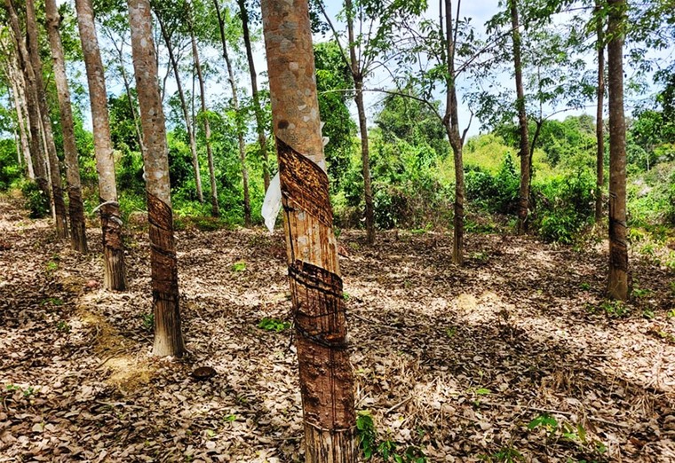 Sasco ‘sa lầy’ vào dự án ở Bình Phước - bài 2: Hàng trăm ha đất rừng vào tay cá nhân ảnh 1