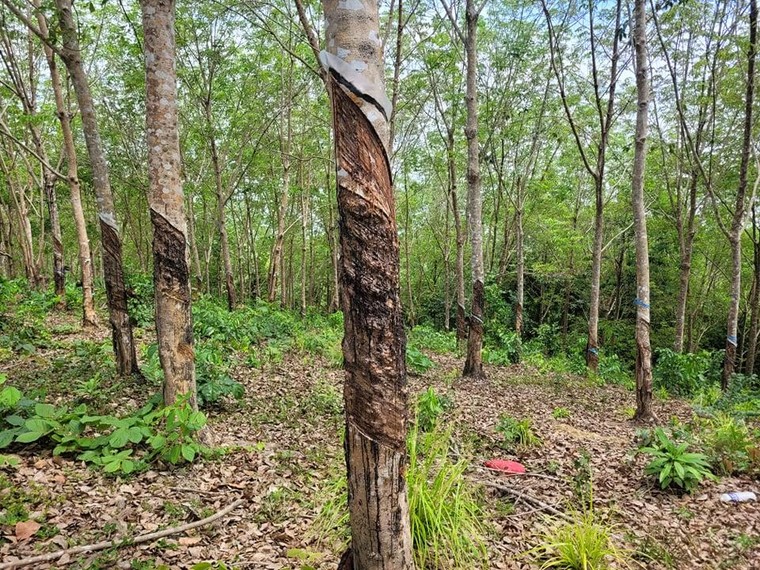 Sasco ‘sa lầy’ vào dự án ở Bình Phước - bài 3: Dự án trồng cây sao su nay về đâu? ảnh 2