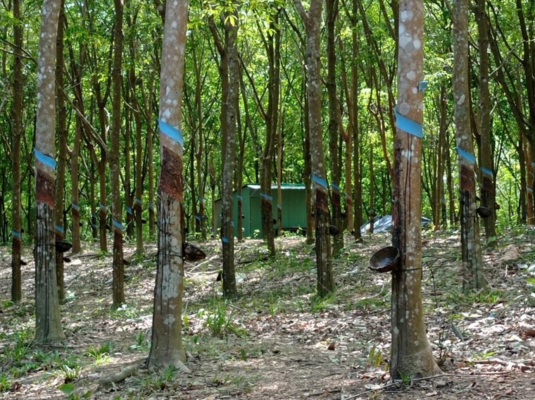 Chùm ảnh dự án trồng cây cao su mà Sasco đang “sa lầy” tại Bình Phước ảnh 1
