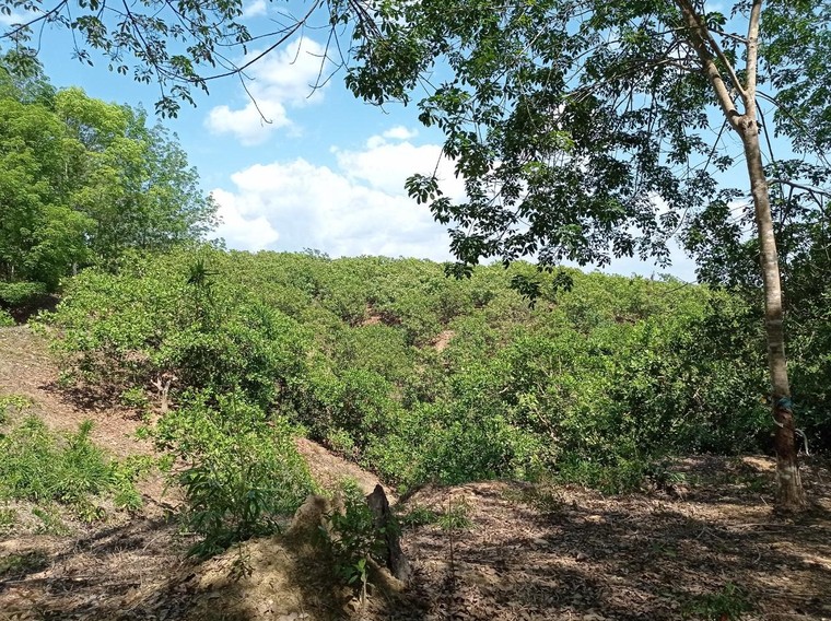 Chùm ảnh dự án trồng cây cao su mà Sasco đang “sa lầy” tại Bình Phước ảnh 2