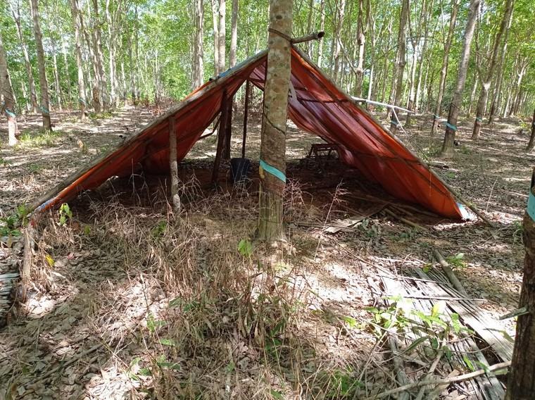 Chùm ảnh dự án trồng cây cao su mà Sasco đang “sa lầy” tại Bình Phước ảnh 4