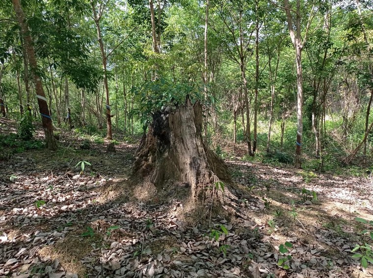 Chùm ảnh dự án trồng cây cao su mà Sasco đang “sa lầy” tại Bình Phước ảnh 5