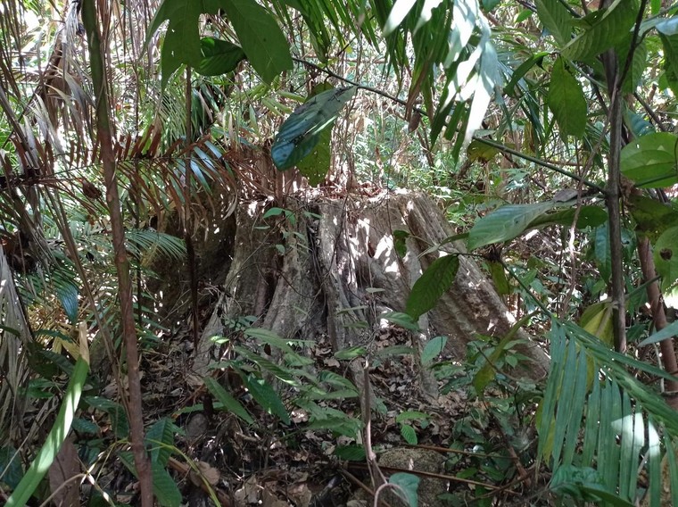 Chùm ảnh dự án trồng cây cao su mà Sasco đang “sa lầy” tại Bình Phước ảnh 6