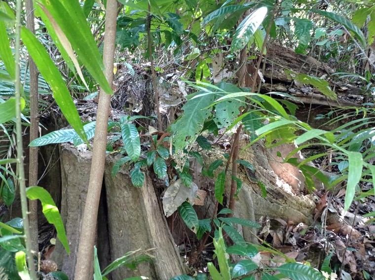 Chùm ảnh dự án trồng cây cao su mà Sasco đang “sa lầy” tại Bình Phước ảnh 7