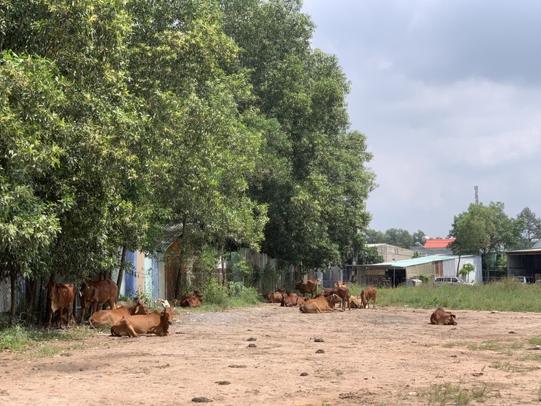 Dự án Cường Thuận CTI Residence: Bài 1: Hàng loạt bất thường trong thu hồi đất của người dân ảnh 1