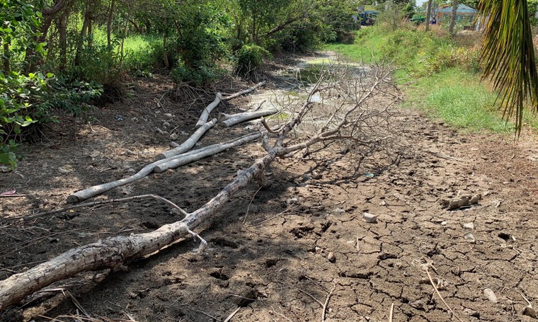 Bến Tre mùa nhiễm mặn ảnh 1