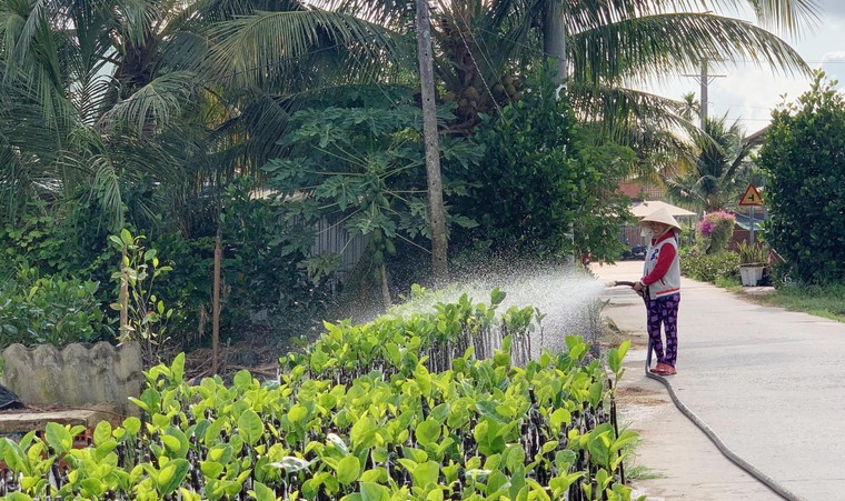 Bến Tre mùa nhiễm mặn ảnh 7