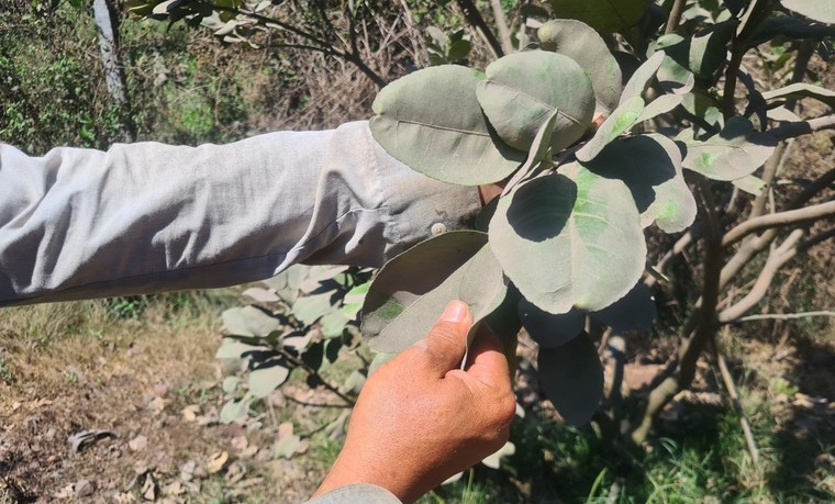 Đồng Nai: Người dân khốn khổ vì bụi và tiếng nổ từ mỏ đá Núi Nứa ảnh 1