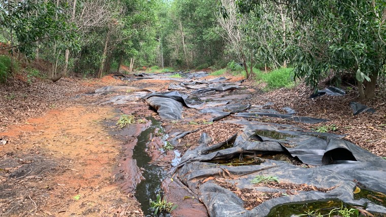 Bình Thuận: Trang trại heo Làng Việt Nam xả thải ra môi trường ảnh 7