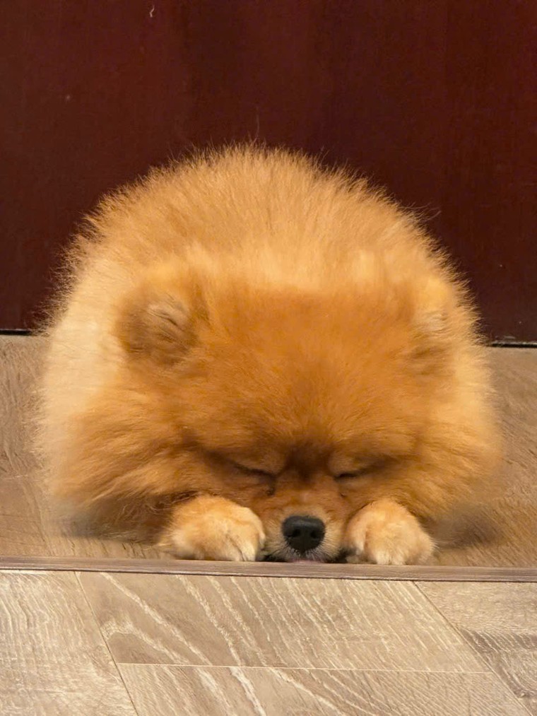 Dịch vụ mai táng cho thú cưng ảnh 1