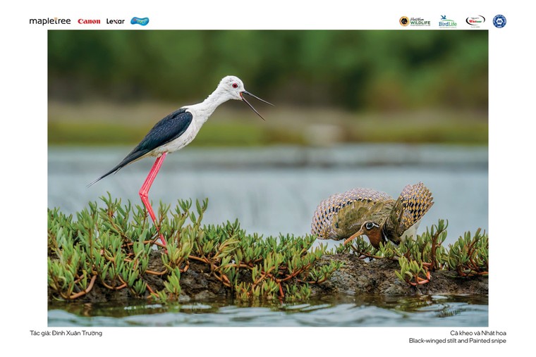 “Voọc mũi hếch” đoạt giải nhất cuộc thi Chim và Thú hoang dã Việt Nam 2024 ảnh 3