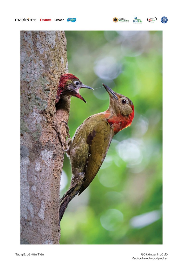 “Voọc mũi hếch” đoạt giải nhất cuộc thi Chim và Thú hoang dã Việt Nam 2024 ảnh 11