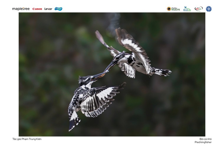 “Voọc mũi hếch” đoạt giải nhất cuộc thi Chim và Thú hoang dã Việt Nam 2024 ảnh 5