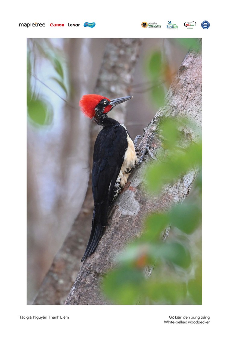 “Voọc mũi hếch” đoạt giải nhất cuộc thi Chim và Thú hoang dã Việt Nam 2024 ảnh 10