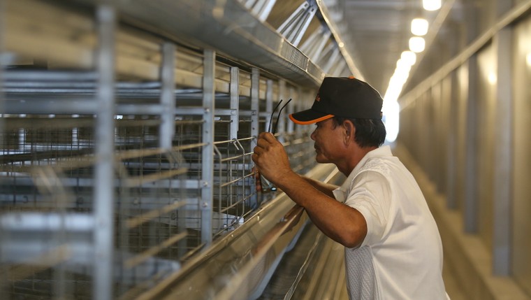 Mebi Farm khánh thành khu nông trại chăn nuôi gà đẻ trứng công nghệ cao tại Bình Thuận ảnh 8