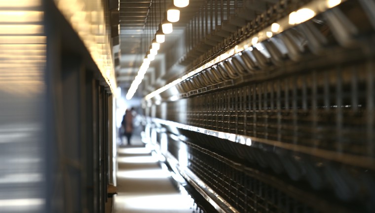 Mebi Farm khánh thành khu nông trại chăn nuôi gà đẻ trứng công nghệ cao tại Bình Thuận ảnh 9