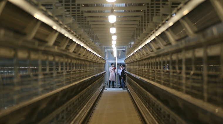 Mebi Farm khánh thành khu nông trại chăn nuôi gà đẻ trứng công nghệ cao tại Bình Thuận ảnh 10