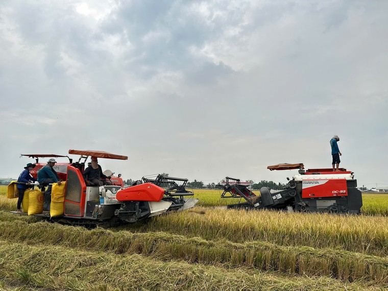 Đẩy mạnh cho vay sản xuất, kinh doanh lúa gạo ảnh 1